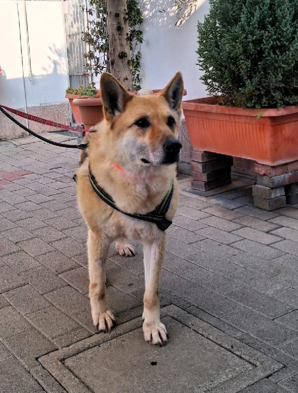 Lupa Bellissima Pastore Tedesco